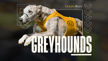 GreyhoundsV2